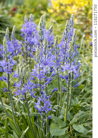Camassia leichtlinii Caerulea flower in a garden 118271750