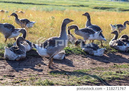 Domestic gray geese on a meadow. Gray Geese in the grass, domestic bird, flock of geese Domestic gray geese on a meadow. Gray Geese in the grass, domestic bird, flock of geese 118271767