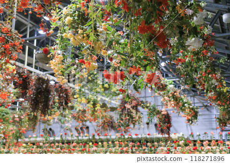 Nabana no Sato Village Summer Lights Begonia Night Carnival 118271896