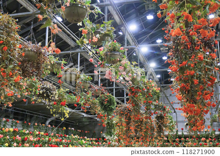 名花之里村夏燈海棠之夜嘉年華 名花之里村夏燈海棠之夜嘉年華 118271900