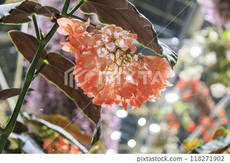 名花之里村夏燈海棠之夜嘉年華 名花之里村夏燈海棠之夜嘉年華 118271902