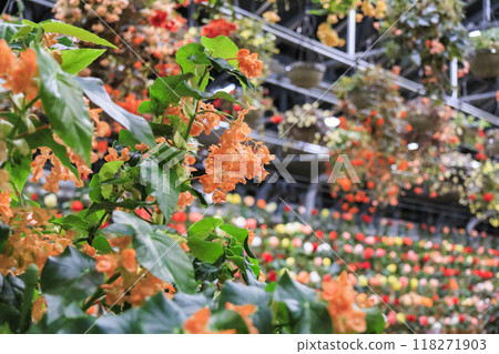 名花之里村夏燈海棠之夜嘉年華 名花之里村夏燈海棠之夜嘉年華 118271903