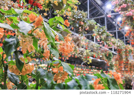 名花之里村夏燈海棠之夜嘉年華 名花之里村夏燈海棠之夜嘉年華 118271904