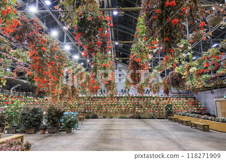 Nabana no Sato Village Summer Lights Begonia Night Carnival 118271909