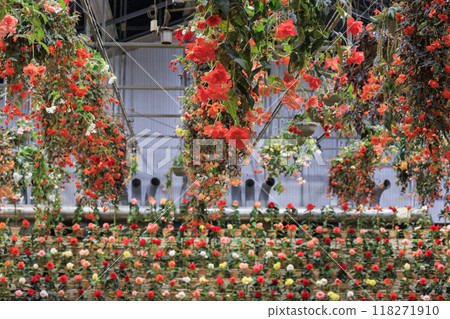 Nabana no Sato Village Summer Lights Begonia Night Carnival 118271910