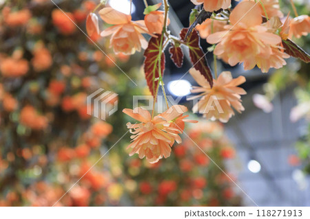 Nabana no Sato Village Summer Lights Begonia Night Carnival Nabana no Sato Village Summer Lights Begonia Night Carnival 118271913