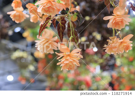Nabana no Sato Village Summer Lights Begonia Night Carnival Nabana no Sato Village Summer Lights Begonia Night Carnival 118271914
