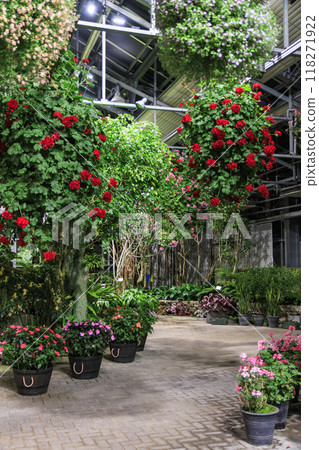 Nabana no Sato Village Summer Lights Begonia Night Carnival 118271922