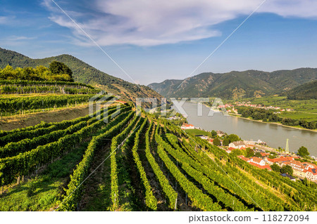 Wachau Valley with green vineyards in Spitz village above Danube river, Lower Austria, Austria. 118272094