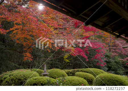 Autumn garden in the morning sun Autumn garden in the morning sun 118272237