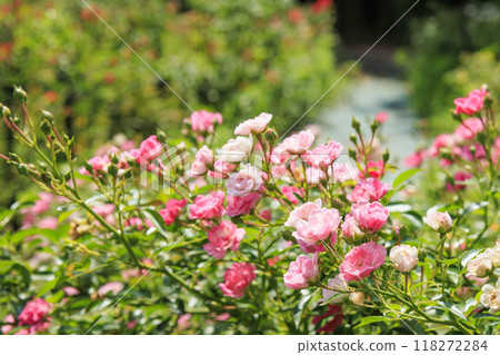 岐阜世界玫瑰園 118272284