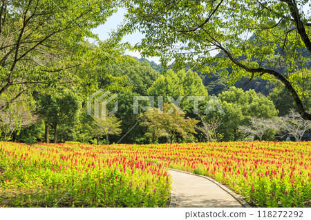 Gifu World Rose Garden Gifu World Rose Garden 118272292