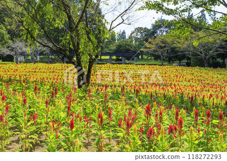 岐阜世界玫瑰園 岐阜世界玫瑰園 118272293