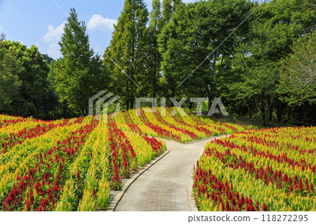 Gifu World Rose Garden 118272295