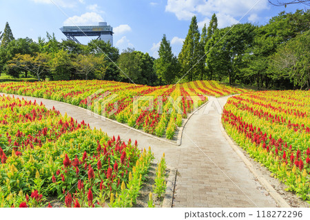 Gifu World Rose Garden 118272296