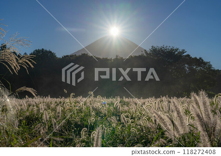 [Diamond Fuji] Diamond Fuji and the Shiba grass seen from the Inokashira area of Asagiri Plateau in early autumn [Shizuoka Prefecture] 118272408