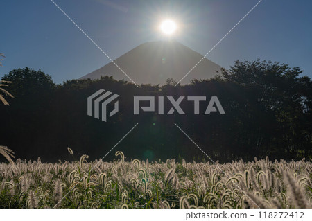 [Diamond Fuji] Diamond Fuji and the Shiba grass seen from the Inokashira area of Asagiri Plateau in early autumn [Shizuoka Prefecture] 118272412