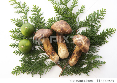 Matsutake - Stock Photo [118272625] - PIXTA