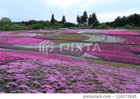 Moss phlox at Hitsujiyama Park Moss phlox at Hitsujiyama Park 118272685