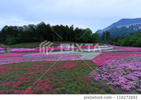 羊山公園的福祿考 118272691