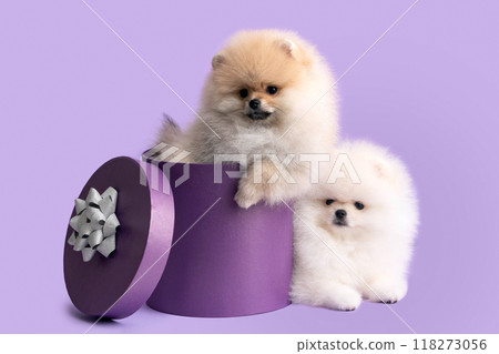 Two spitz puppies on a lilac background with a purple gift box 118273056