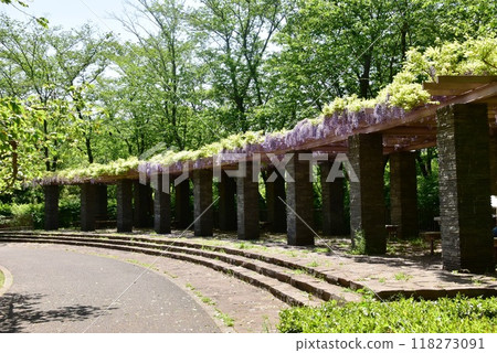 藤澤市富士路,盛開的紫藤架和大羽城遺址公園的步行道 藤澤市富士路,盛開的紫藤架和大羽城遺址公園的步行道 118273091