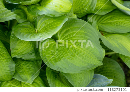 Light green hosta leaves. hostas, plantain lilies or giboshi. Light green hosta leaves. hostas, plantain lilies or giboshi. 118273101