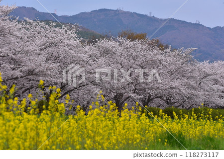 Cherry blossoms blooming on a rapeseed bank 118273117