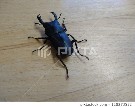 桌上的雄性小鍬蟲 118273552