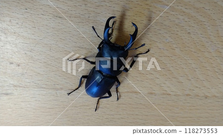 桌上的雄性小鍬蟲 桌上的雄性小鍬蟲 118273553