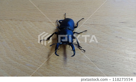 Male stag beetle on a desk 118273554