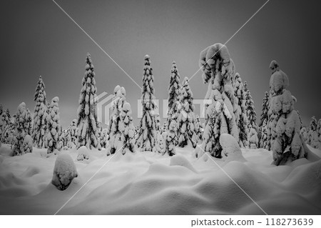 Trees covered by new snow. Winter fairytale landscape. Idyllic winter time in Jizera Mountains, Czech Republic. Black and white image. 118273639
