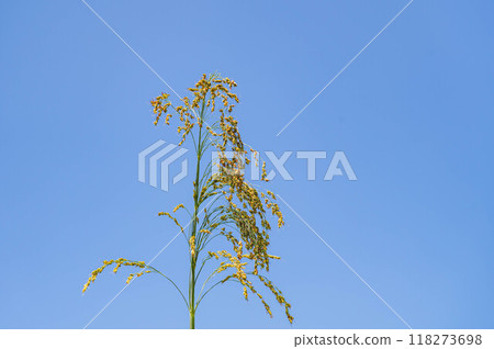 夏天的藍天和玉米穗 118273698