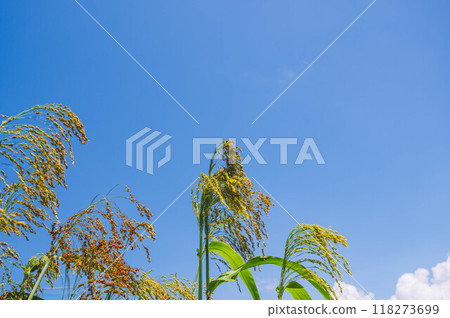 Drooping ears of millet Drooping ears of millet 118273699