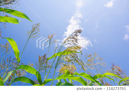 小米接受夏日的陽光 118273701