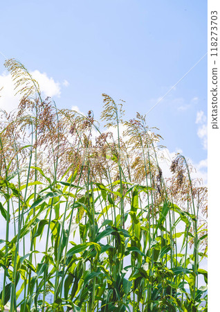 Summer blue sky and millet ears Summer blue sky and millet ears 118273703
