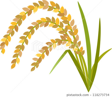 水稻 水稻 118273734