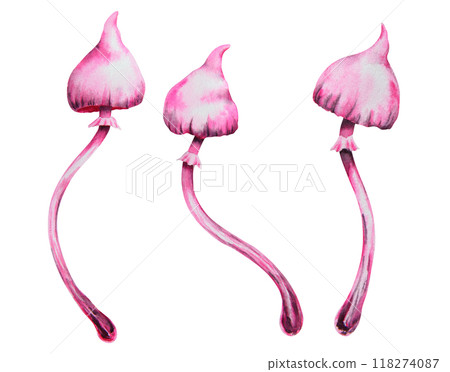 Pink poisonous mushroom. Galerina marginata, Watercolor hand drawn illustration. Clip art for Halloween cards, fairy tales, book, prints. Attribute of witches' sabbath, esotericism, magical forest 118274087