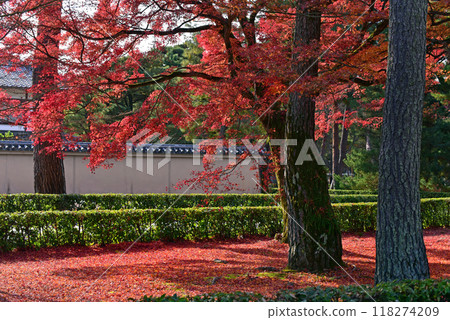Landscape with autumn leaves: Fallen leaves and autumn foliage 118274209