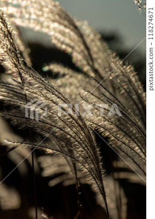 Ears of Japanese pampas grass shining in the sunlight 118274671