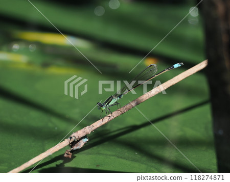 Ao montitonbo的男性 Ao montitonbo的男性 118274871