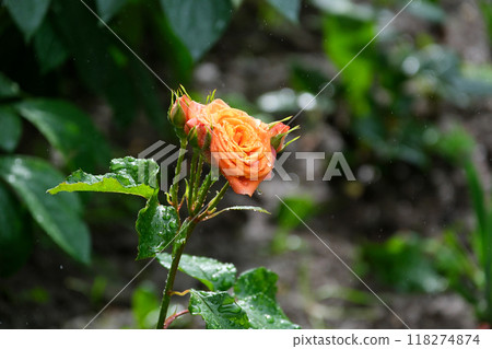 orange rose in the rain rose flower on background blurry pink roses flower in the garden of flowers. Rain drops orange rose  118274874