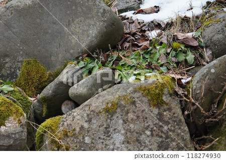 一隻草鼠從岩石縫隙裡爬出來 一隻草鼠從岩石縫隙裡爬出來 118274930