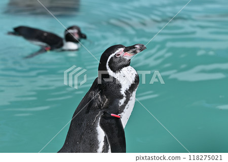 Penguin (Humboldt penguin) profile close-up, Hinotonton Zoo (Hamura City Zoological Park) Penguin (Humboldt penguin) profile close-up, Hinotonton Zoo (Hamura City Zoological Park) 118275021