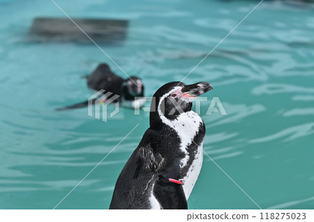 Penguin (Humboldt penguin) profile close-up, Hinotonton Zoo (Hamura City Zoological Park) 118275023