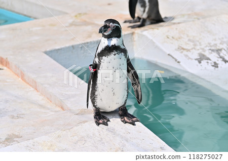 Penguins (Humboldt penguins) Hinotonton Zoo (Hamura City Zoological Park) Penguins (Humboldt penguins) Hinotonton Zoo (Hamura City Zoological Park) 118275027