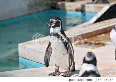 Penguins (Humboldt penguins) Hinotonton Zoo (Hamura City Zoological Park) 118275032