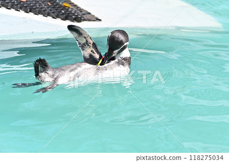 Penguins grooming themselves (Humboldt penguins) Hinotonton Zoo (Hamura City Zoological Park) 118275034