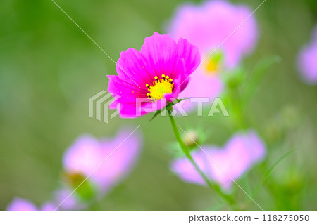 美麗可愛的波斯菊 118275050