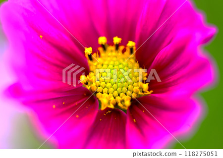 美麗可愛的波斯菊 118275051